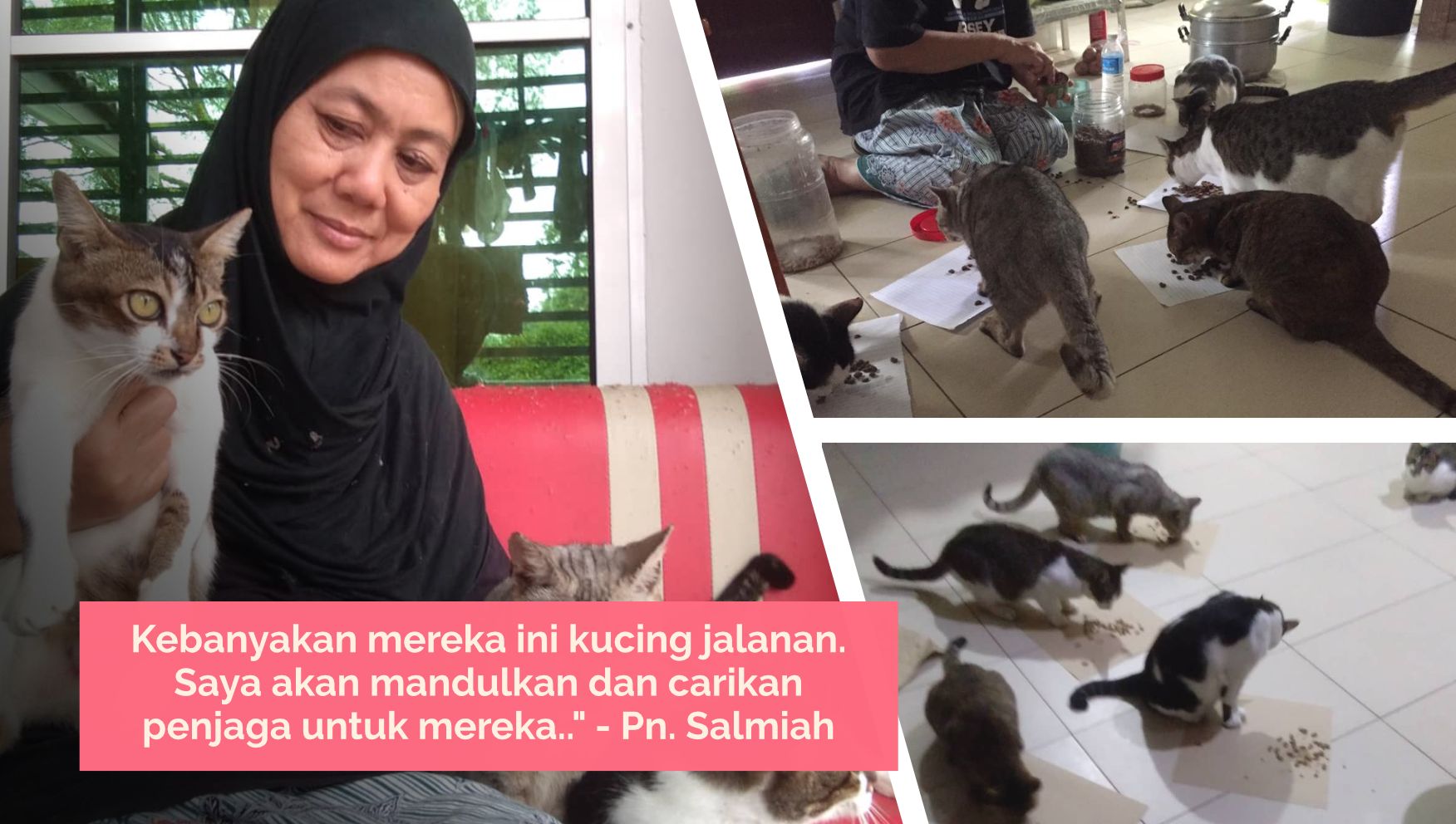 Usaha Salmiah Demi Rawatan Pemandulan Kucing Jalanan Kitafund